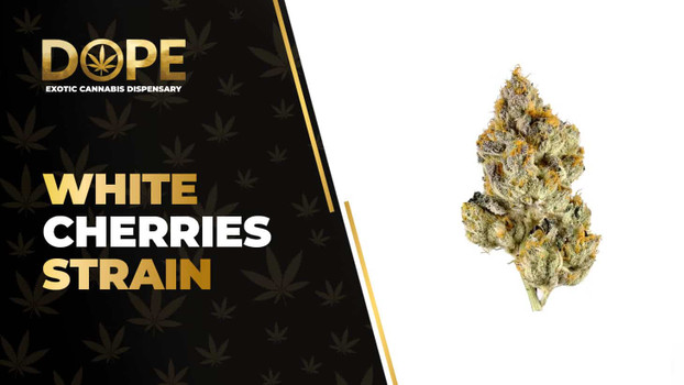 White Cherries Strain: Flavor, Effects, Genetics & THCA