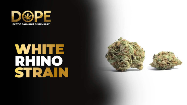 White Rhino Strain: Effects, Flavor & Terpenes Guide