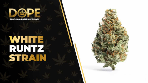 White Runtz Strain Review: Sweet Flavor & Balanced High