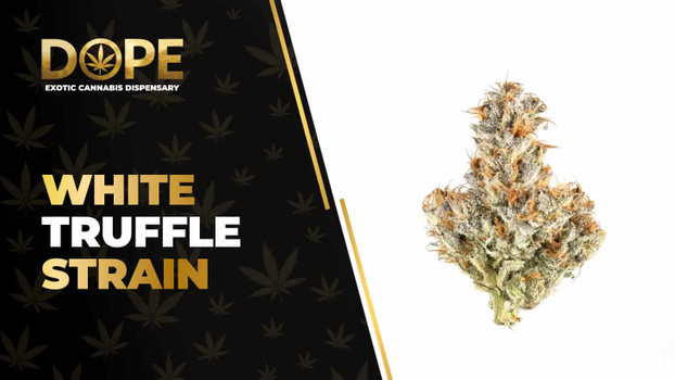 White Truffle Strain Review: Effects, Flavor & Potency