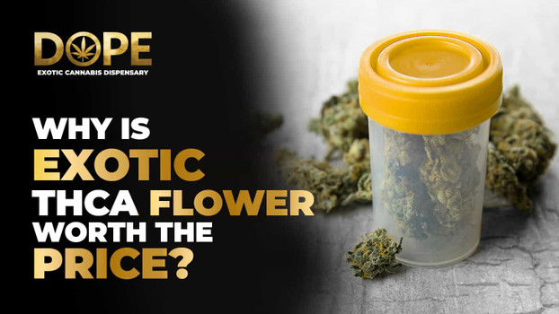 Why Is Exotic THCA Flower Worth the Price?
