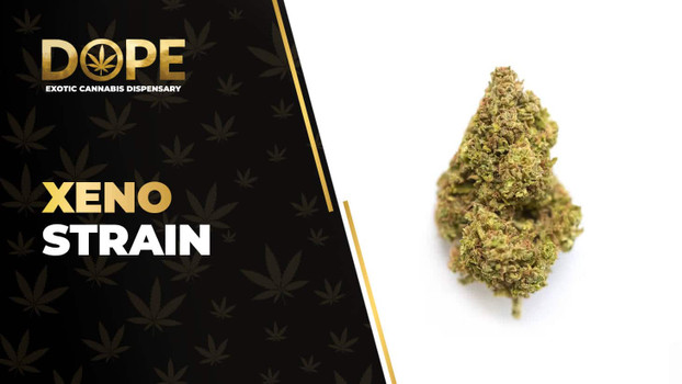 Xeno Strain: Genetics, Effects, Flavor & THCA Flower