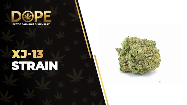 XJ-13 Strain: Citrus Flavor, Effects & Sativa Genetics