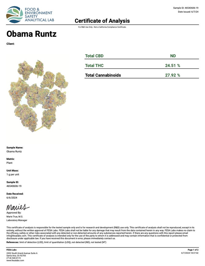 Obama Runtz Strain