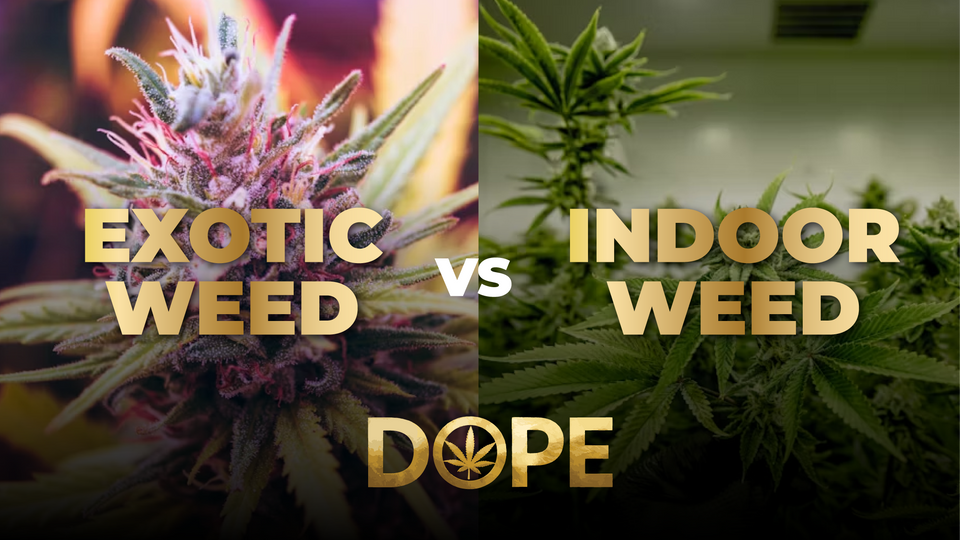 Indoor THCA Flower vs Exotic THCA Flower