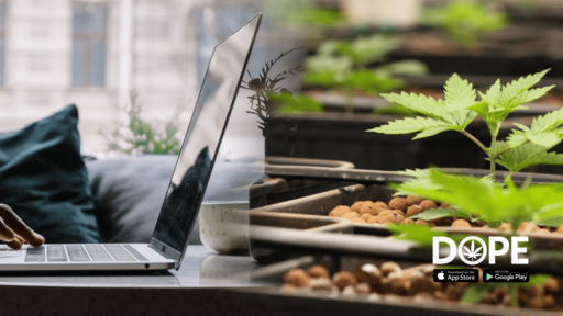 How To Know If An Online Dispensary Is Legit Top Legit Online Dispensary Shipping Worldwide - Dope