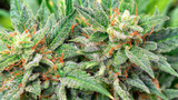 Florida’s 2024 Amendment 3: The Push for Recreational Marijuana Legalization