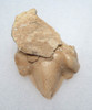 LMX052 - LARGE BONE-CRUSHING DINOCROCUTA MOLAR TOOTH OF A GIANT CAT-LIKE HYENA CARNIVORE FROM THE LATE MIOCENE OF CHINA