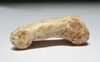 LMX014 - EUROPEAN CAVE HYENA FOSSIL TOE BONE FROM ENGLAND