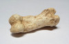 LMX014 - EUROPEAN CAVE HYENA FOSSIL TOE BONE FROM ENGLAND