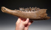 LMX088 - SUPERB LARGE EUROPEAN ICE AGE STEPPE WISENT BISON MANDIBLE WITH ORIGINAL TEETH