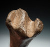 H022 - COMPLETE PERFECTLY PRESERVED FOSSIL TIBIA OF A PLIOCENE ERA NANNIPPUS PRIMITIVE THREE-TOED HORSE