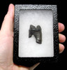 LM9-006 - LARGE COMPLETE PREHISTORIC FOSSIL JAGUAR CARNASSIAL "MEAT-SHEARING" TOOTH WITH ROOT
