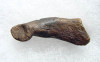 LM9-004 - COMPLETE PREHISTORIC FOSSIL JAGUAR TOE BONE PHALANGE