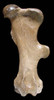 LM12-003 - FOSSIL WOOLLY RHINOCEROS FEMUR BONE IN REMARKABLE PRESERVATION