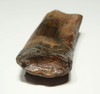LM3-034 - COMPLETE PLIOMETANASTES PREHISTORIC GIANT GROUND SLOTH CANIFORM TOOTH WITH INTACT FULL HOLLOW ROOT