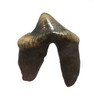 LM6-010 - PERFECT DIRE WOLF TOOTH WITH COMPLETE UNDAMAGED DOUBLE ROOT