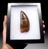 DT2-047 - UNBROKEN STUNNINGLY BEAUTIFUL INVESTMENT-CLASS 3.75 INCH CARCHARODONTOSAURUS DINOSAUR TOOTH