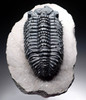 TRX265 - ULTRA RARE BLUE "BLUE PHANTOM" SPINY DROTOPS ARMATUS TRILOBITE WITH FREE-STANDING SPINES AND PERFECT EYES
