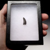 DT6-205 - LARGE DROMAEOSAURUS "RAPTOR" DINOSAUR TOOTH FROM HELL CREEK