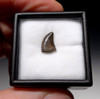 DT6-216 - DROMAEOSAURUS "RAPTOR" DINOSAUR TOOTH FROM HELL CREEK