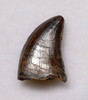 DT6-216 - DROMAEOSAURUS "RAPTOR" DINOSAUR TOOTH FROM HELL CREEK