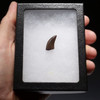 DT6-208 - LARGE DROMAEOSAURUS "RAPTOR" DINOSAUR TOOTH FROM HELL CREEK