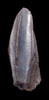 DT7-032 - LARGE UNBROKEN BABY BLUE EDMONTOSAURUS HADROSAUR DINOSAUR TOOTH WITH UNWORN CROWN