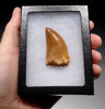 DT2-053 - 2.3 INCH GOLDEN CARCHARODONTOSAURUS DINOSAUR TOOTH