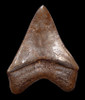 SH6-296 - COLLECTOR GRADE SILVER AND COPPER RED 4.55 INCH FOSSIL MEGALODON SHARK TOOTH