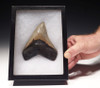 SH6-295 - NEARLY 5 INCH FINE GRADE LIGHT GRAY-GREEN MEGALODON SHARK TOOTH