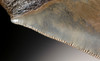 SH6-294- COLLECTOR GRADE 5.25 INCH MEGALODON SHARK FOSSIL TOOTH