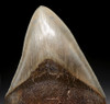 SH6-294- COLLECTOR GRADE 5.25 INCH MEGALODON SHARK FOSSIL TOOTH