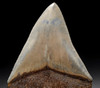 SH6-294- COLLECTOR GRADE 5.25 INCH MEGALODON SHARK FOSSIL TOOTH