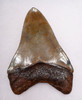 SH6-293 - COLLECTOR GRADE SPOTTED GOLD SILVER 4.15 INCH MEGALODON SHARK TOOTH