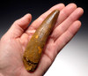 DT5-168 - RARE 5 INCH SPINOSAURUS DINOSAUR TOOTH