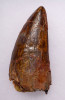 DT2-060 - 3.25 INCH CARCHARODONTOSAURUS DINOSAUR TOOTH