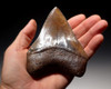 SH6-303 - COLLECTOR GRADE BRONZE AND GOLD 4.8 INCH FOSSIL MEGALODON SHARK TOOTH