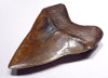 SH6-303 - COLLECTOR GRADE BRONZE AND GOLD 4.8 INCH FOSSIL MEGALODON SHARK TOOTH