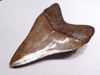 SH6-317 - COLLECTOR GRADE 3.85 INCH IVORY AND COPPER MEGALODON SHARK TOOTH FROM THE LOWER JAW