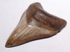 SH6-317 - COLLECTOR GRADE 3.85 INCH IVORY AND COPPER MEGALODON SHARK TOOTH FROM THE LOWER JAW