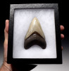 SH6-310 - FINEST GRADE 3.65 INCH MINT GREEN MEGALODON SHARK TOOTH