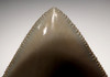 SH6-310 - FINEST GRADE 3.65 INCH MINT GREEN MEGALODON SHARK TOOTH