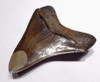 SH6-308 - FINEST QUALITY 3.75 INCH MEGALODON SHARK TOOTH WITH BIZARRE SPOTTING