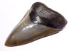 SH6-306 - COLLECTOR GRADE 4.8 INCH STABBING MEGALODON SHARK TOOTH FROM THE LOWER JAW