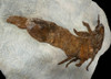 EUR001 - MONSTROUS NEARLY 3 FOOT DEVONIAN SEA SCORPION EURYPTERID WITH 3-DIMENSIONAL DETAIL FROM GERMANY -  ONE OF THREE KNOWN