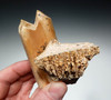 LM3-036 - LARGE GOLDEN BLOND EREMOTHERIUM GIANT SLOTH FOSSIL TOOTH WITH JAW BONE