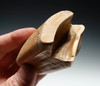 LM3-036 - LARGE GOLDEN BLOND EREMOTHERIUM GIANT SLOTH FOSSIL TOOTH WITH JAW BONE