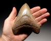 SH6-321 - FINEST GRADE 5.15 INCH MEGALODON TOOTH WITH LIGHT GOLDEN CREAM CHOICE ENAMEL