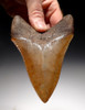 SH6-319 - 5.15 INCH MEGALODON SHARK TOOTH WITH GOLDEN AND COPPER RED ENAMEL